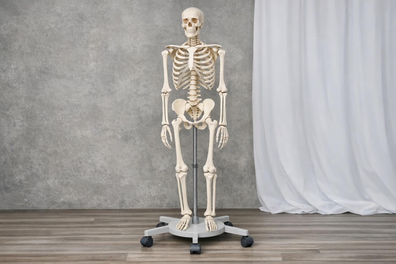 model_szkieletu_statyczny_opis_zdjęcia