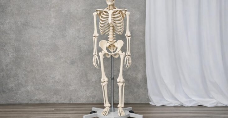 Modele anatomiczne człowieka — praktyczny przewodnik dla fizjoterapeutów